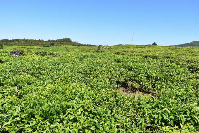 081.Bois Cheri_Tea Plantation