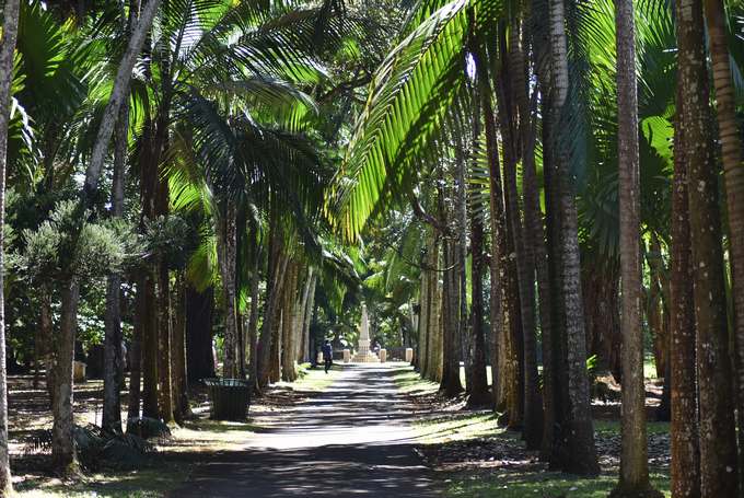 105.Pamplemousses_Seewoosagur Ramgoolam Botanical Garden