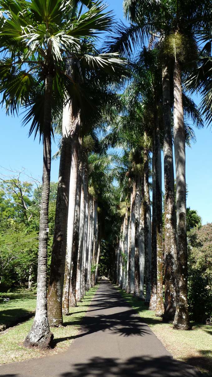 108.Pamplemousses_Seewoosagur Ramgoolam Botanical Garden