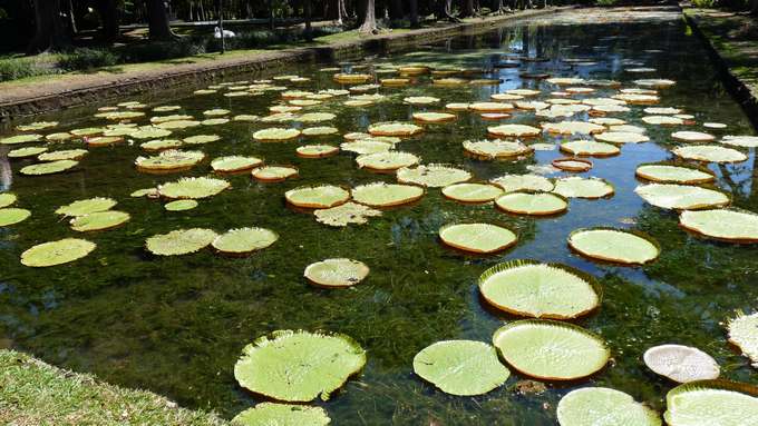 109.Pamplemousses_Seewoosagur Ramgoolam Botanical Garden