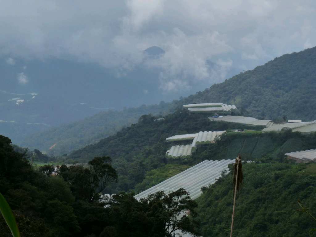 083.CH - Gunung Brinchang trek - zeleninové plantáže