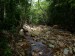 319.Bo - Santubong jungle trek