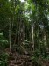 322.Bo - Santubong jungle trek