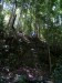 326.Bo - Santubong jungle trek
