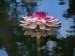 47a.Pamplemousses - botanická zahrada-viktorie královská-květ
