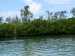 62a.L´Ill aux Cerf - mangrove