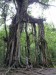 066.Bali Botanic Garden-Giant ficus tree