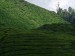 074.CH - Boh Tea Plantation