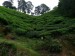 077.CH - Boh Tea Plantation